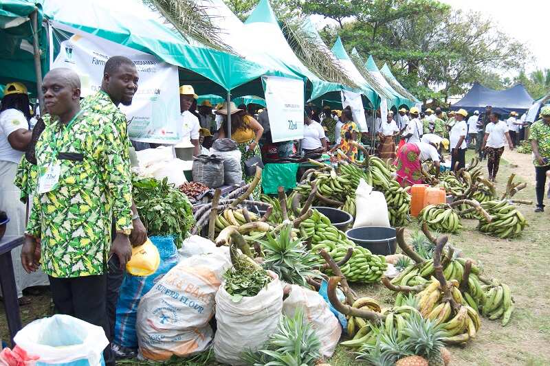 Public private partnership: Oando, NAOC JV boost agriculture in the Niger Delta Public private partnership: Oando, NAOC JV boost agriculture in the Niger Delta
