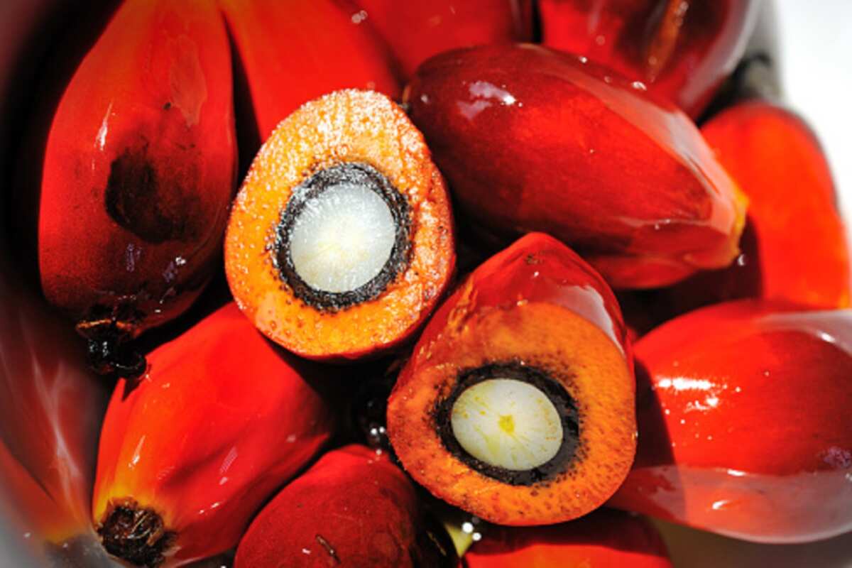 Palm nut Palm nut