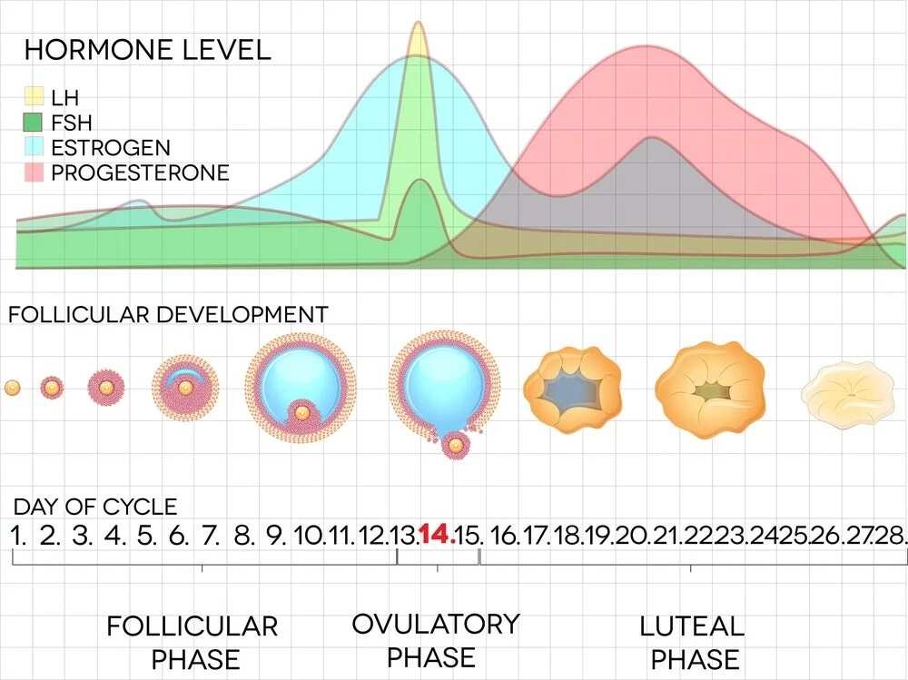 menstrual hormone phase