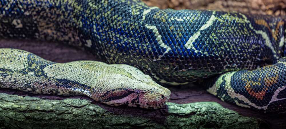 Boa constricteur
Photo : Getty Images