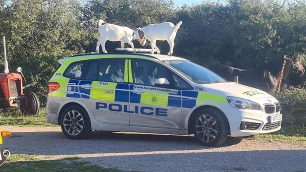 The picture showing the goats on the car. Photo source: Facebook/Isle of Wight Police The picture showing the goats on the car. Photo source: Facebook/Isle of Wight Police