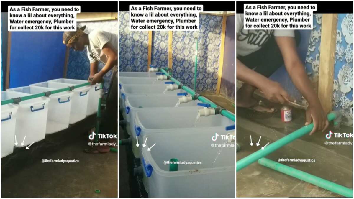 Farming in Nigeria: Watch how lady built smart fish ponds in video