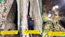 Amakama Wooden Cave: Brave Nigerian lady shows off interior of 'mysterious' tree with door