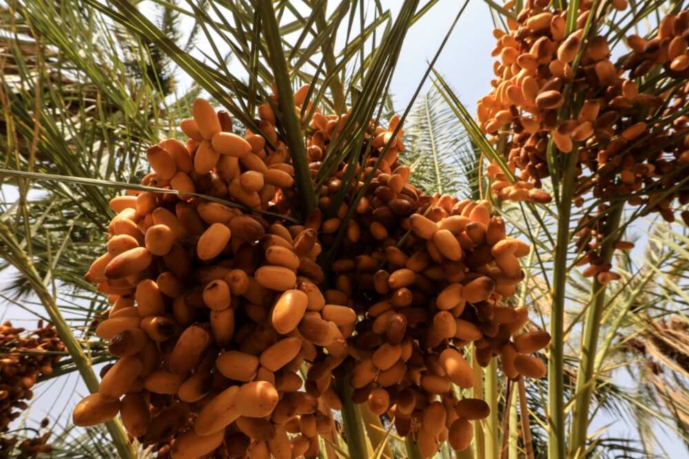 Prices have collapsed in Sudan's date industry, the latest economic sector to become a casualty of war in the northeast African country Prices have collapsed in Sudan's date industry, the latest economic sector to become a casualty of war in the northeast African country