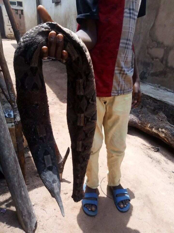 Man bitten by snake dies after being taken to herbalist in Umuahia (photos)