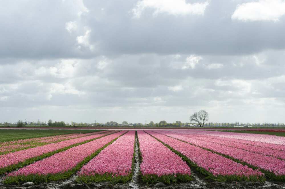 Dutch tulip cultivation is threatened by native climate alternate