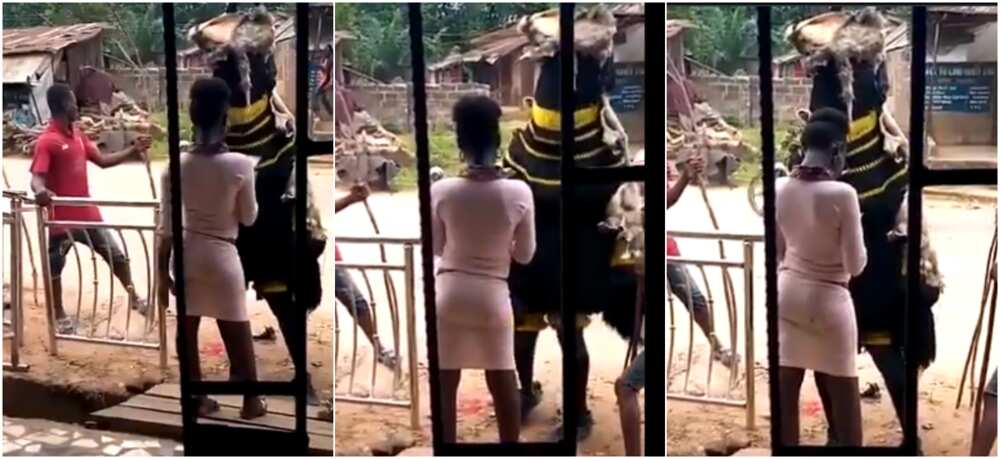 Video captures moment Nigerian masquerade requests for lady's WhatsApp number