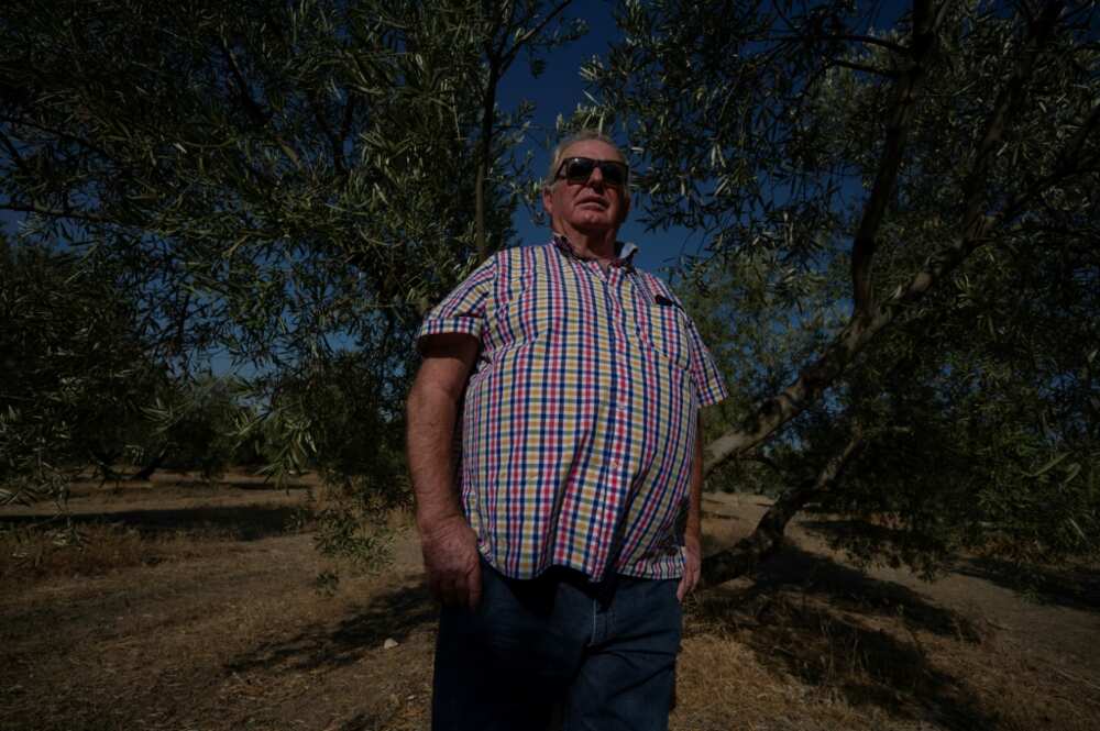 Spanish olive farmer Felipe Elvira is struggling with a lack of rain