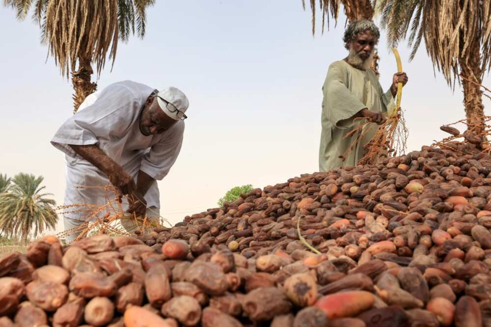 Processing factories have been razed or looted Processing factories have been razed or looted