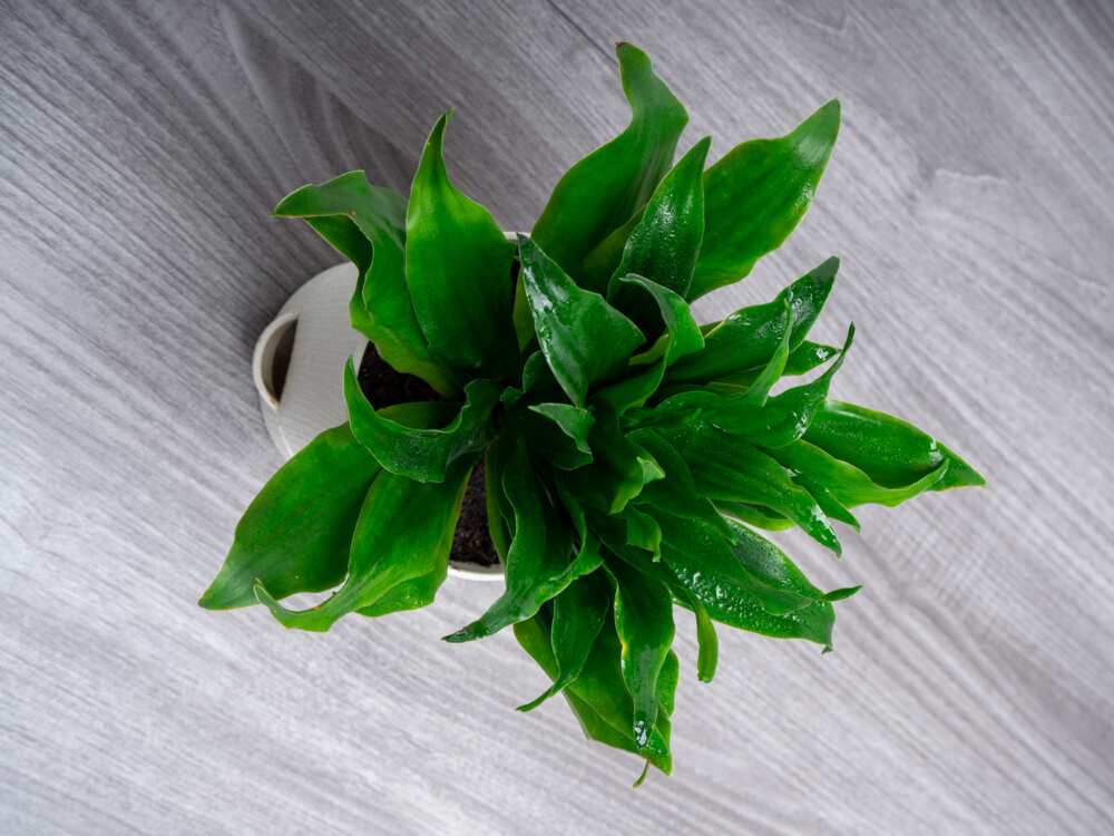 plants that don’t need sunlight plants that don’t need sunlight