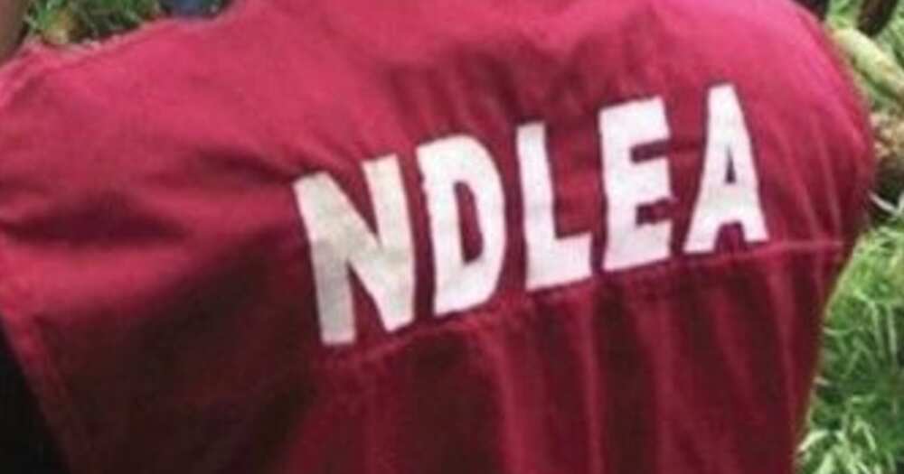 NDLEA ta kama kayayyakin kwaya a jihar Katsina