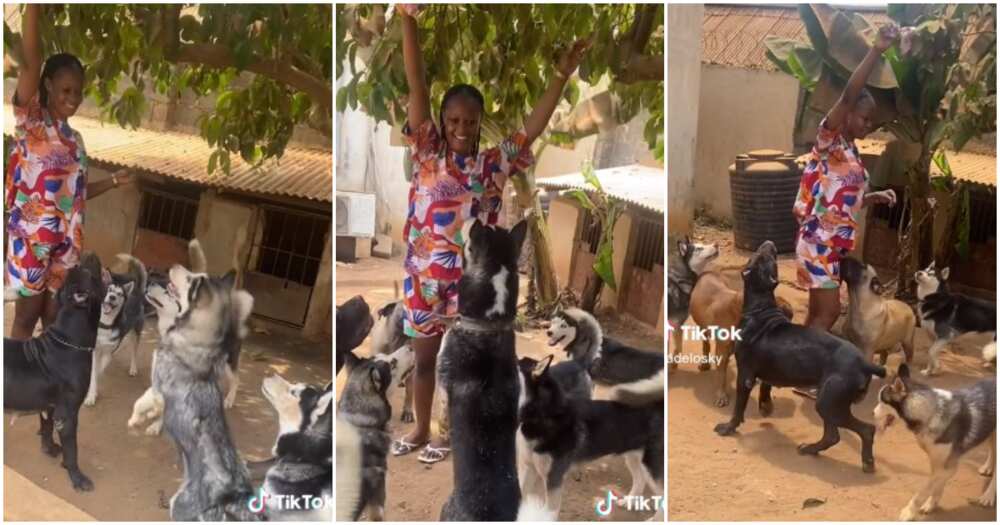 Huskies, Cane Corso, dogs, Nigerian lady
