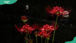 What is the spider lily's meaning? The flower's spiritual significance explained