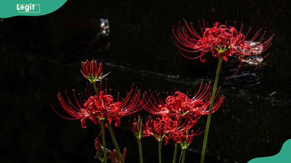 A bunch of spider lily flower heads on a dark background