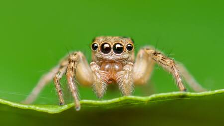 Les araignées les plus mignonnes du monde : trop craquantes !