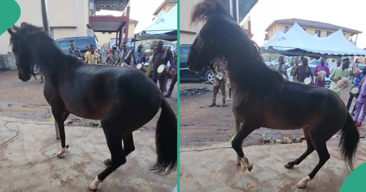 Video: See how a horse danced at the 2024 Ojude Oba Festival in Ogun state