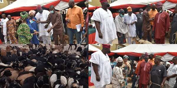 Odidi eran: Outrage as Oyo rep distributes goats for empowerment; shares pictures as Nigerians kick