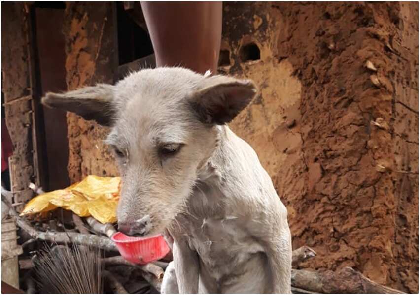 Nigerian man shows off his dog named lady Chinyere, says he has huge 'plans' for the dog