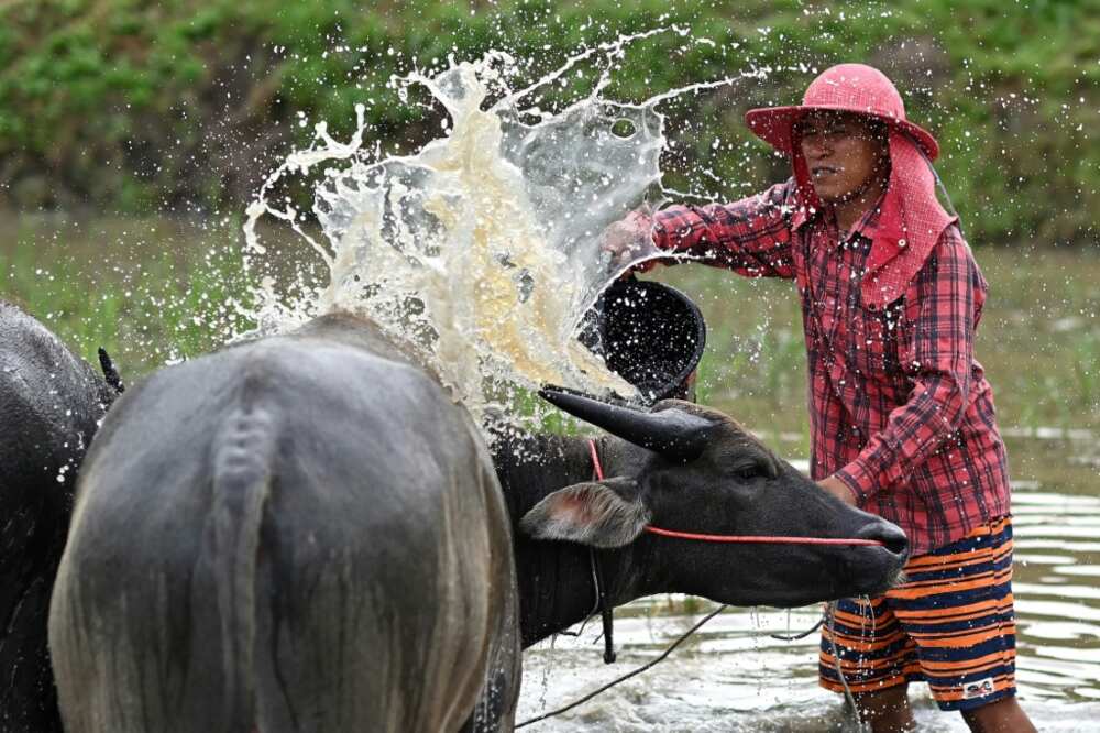 The racers who work and train with the buffalos for weeks in preparation