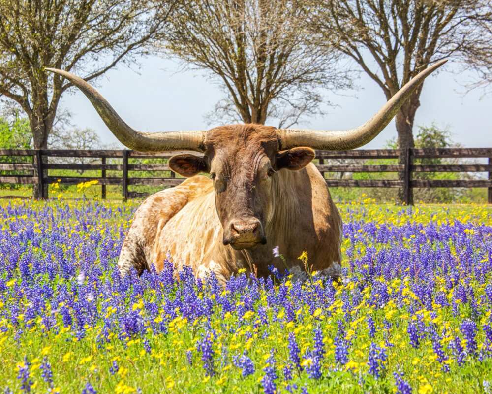 Brown cow laying on purple flowers is among interesting facts about Texas