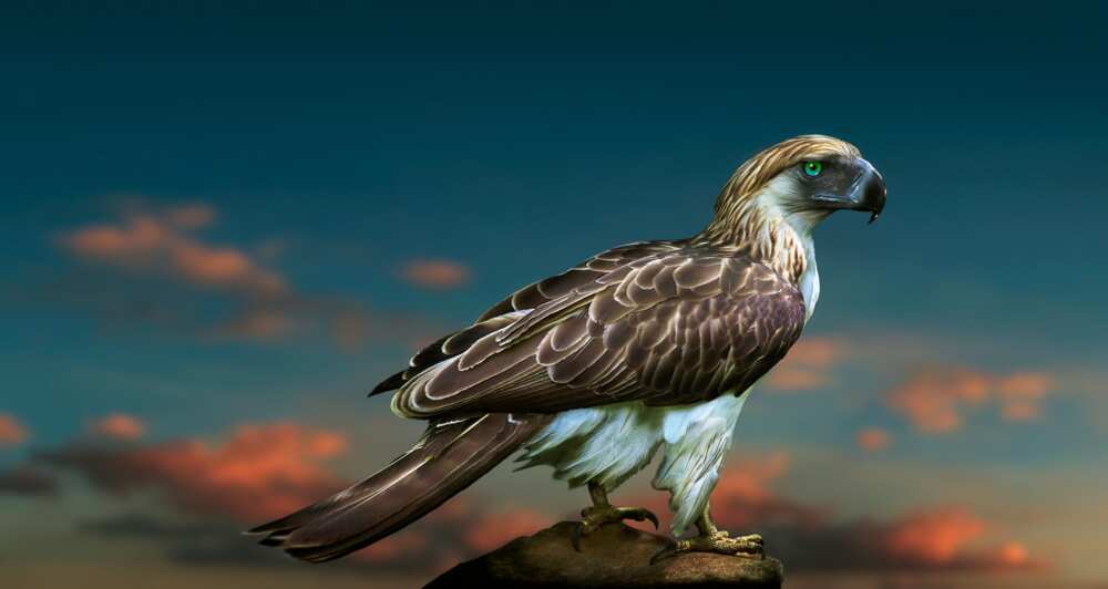 A Philippine eagle against sunset clouds