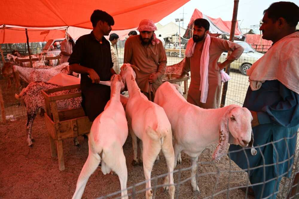 Customers bargaining with vendors (L) at livestock market in Islamabad ahead of Eid al-Adha, the feast of the sacrifice marking the end of the hajj