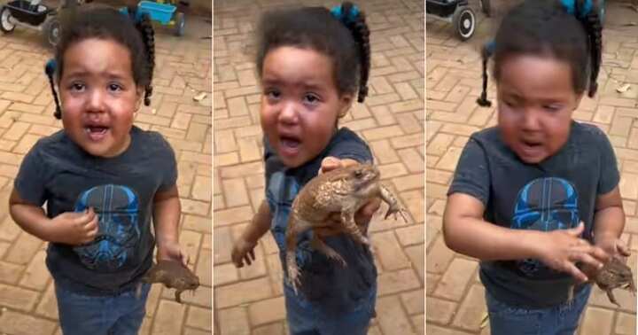 Little girl brings live frog to mum, wake it up