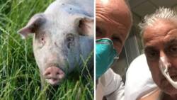 US man gets Pig heart transplant in historical medical breakthrough