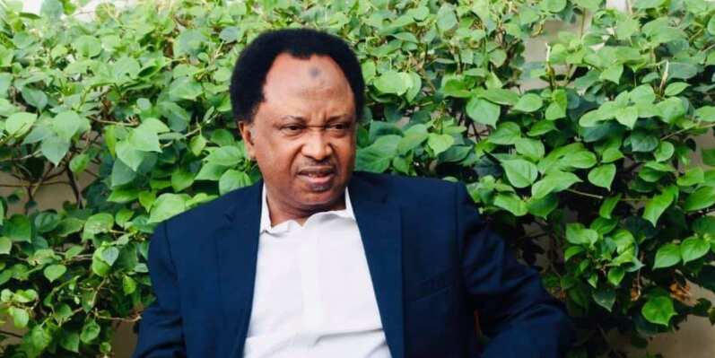 Travel to Cotonou and tweet - Shehu Sani reacts to Twitter ban