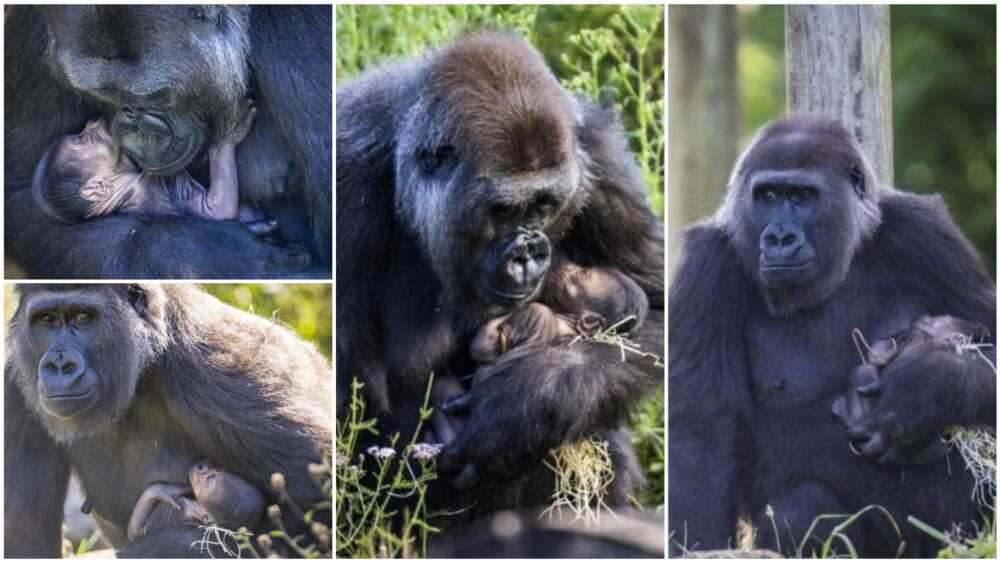 A collage that captures the Momma Kala giving care to its baby. Photo source: Good News Network