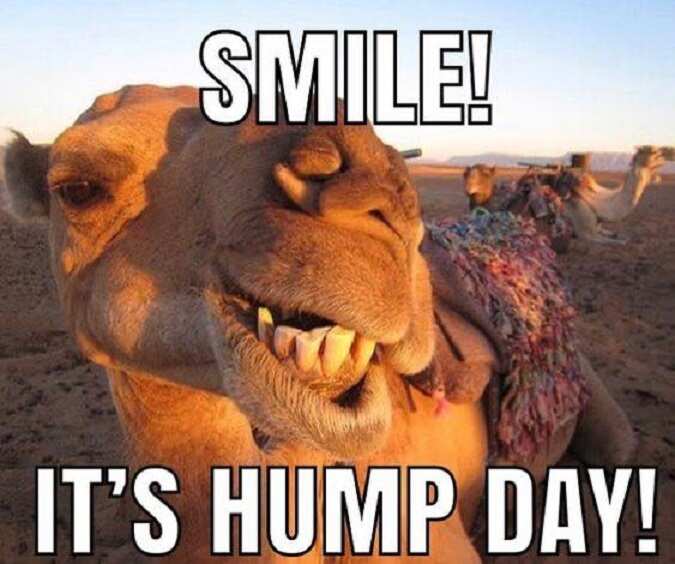 hump day meme camel