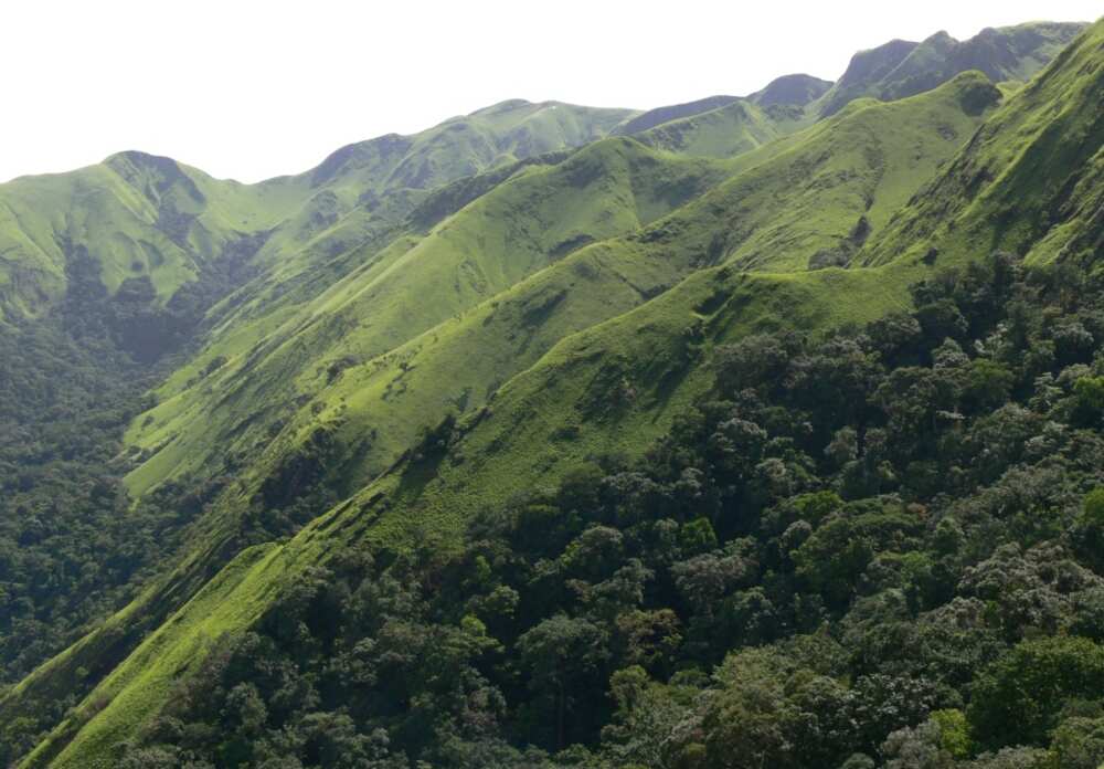 The UNESCO World Heritage-listed Mount Nimba Strict Nature Reserve straddles Guinea's borders with Liberia and Ivory Coast