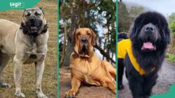 20 scary dog breeds: Which are the most terrifying guard dogs?