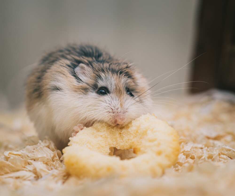 good hamster names good hamster names