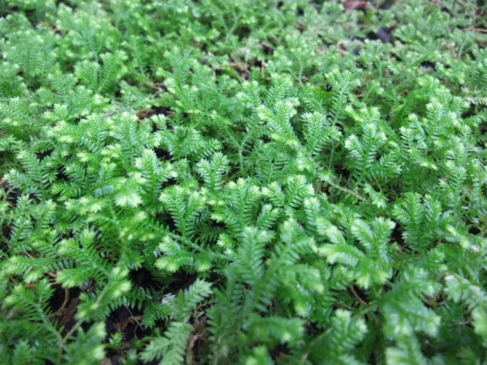 Selaginella kraussiana