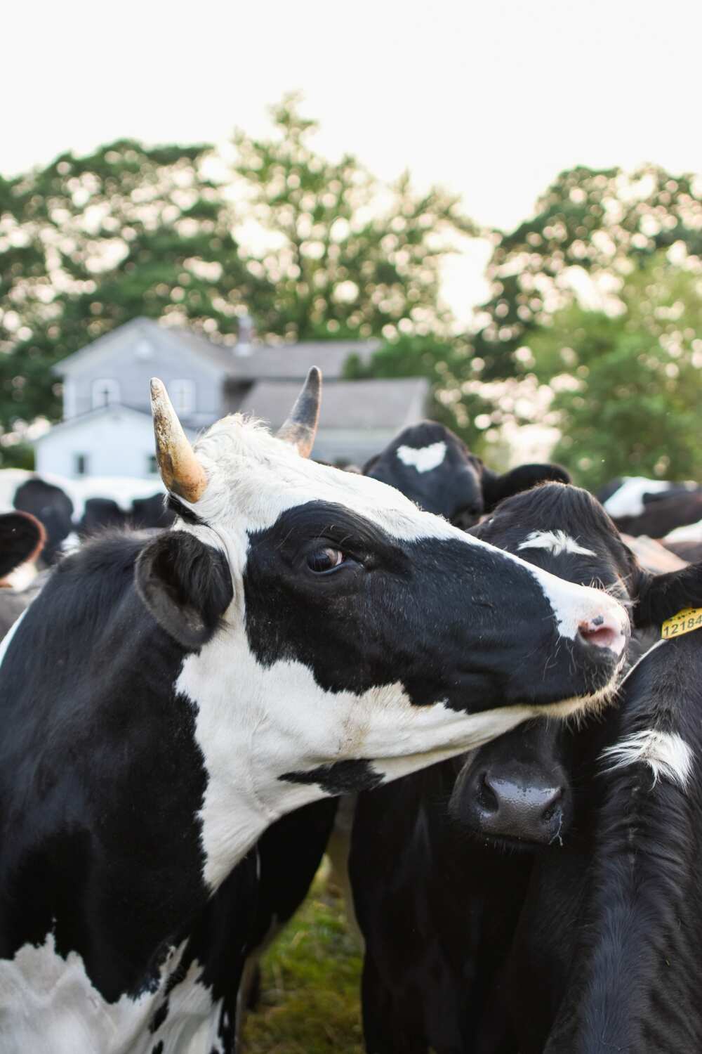 cow names cow names