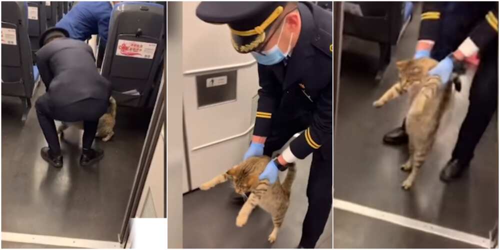 Social media reacts as officer sends cat out of train for not having ticket