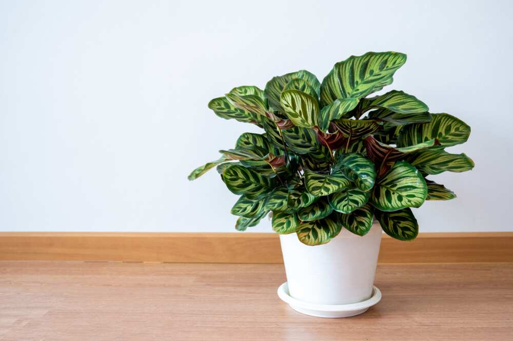 houseplants that don't need sunlight houseplants that don't need sunlight