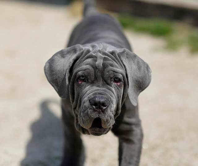 Neapolitan Mastiff