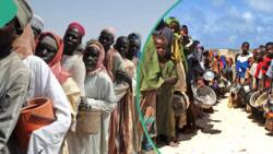 Full list: World Bank predicts Borno, Kaduna, 5 others will face extreme food crisis in 2024