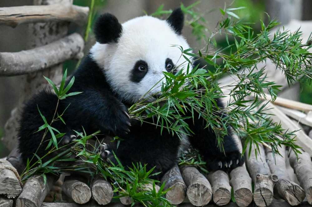 Pandas eat for up to 15 hours a day and an adult panda can consume 45kg of bamboo a day