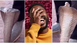 Video shows person flexing cobra-designed shoe, peeps drop funny reactions: “This made me laugh loud”