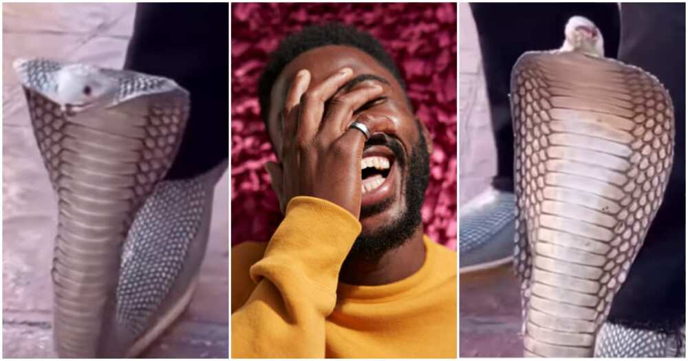 Netizens react to video showing man's cobra-designed shoe.
