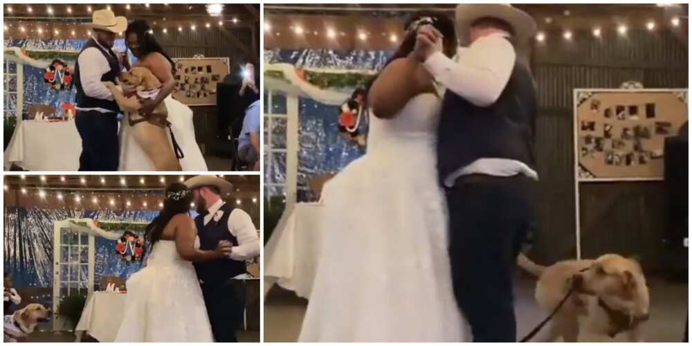 Dog joins newly wedded couple to dance in a cute video, many react