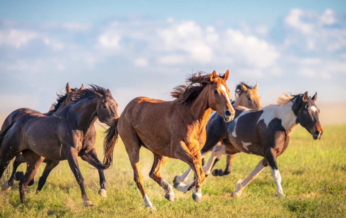 Quels sont les plus beaux chevaux du monde Notre Top Legit.ng