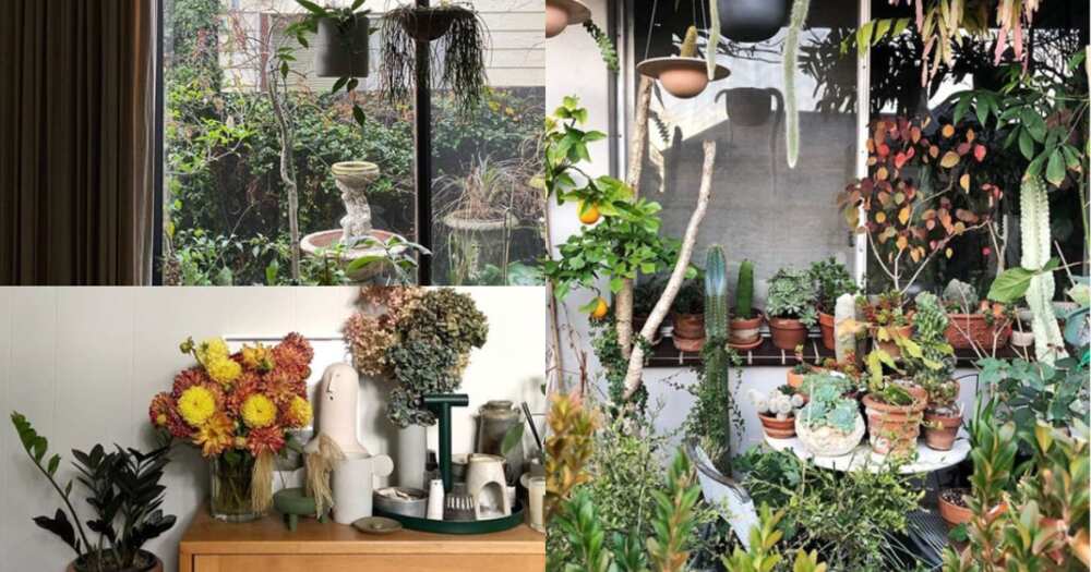 Architect uses more than 400 plants to turn his home into tiny forest