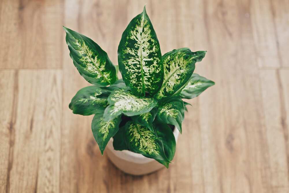small plants that don't need sun small plants that don't need sun