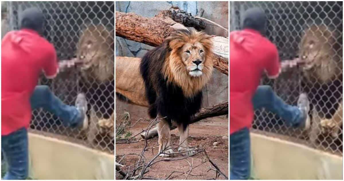 Zookeeper Loses Finger After Lion Bites Him While Playing With The ...