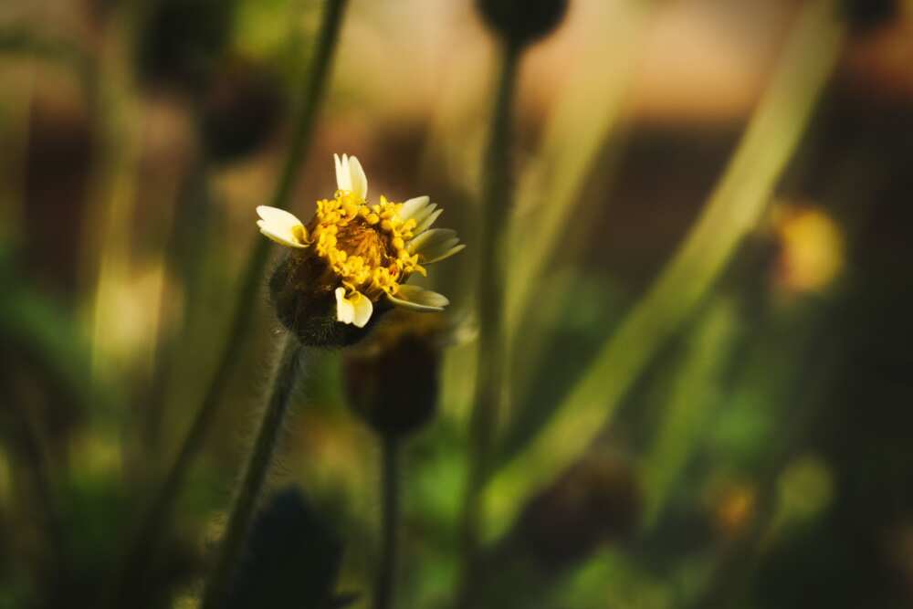 common nigerian weeds and their botanical names