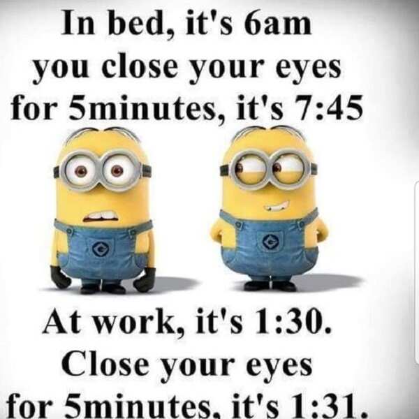 minion memes